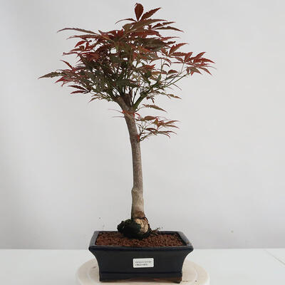 Venkovní bonsai - Acer palm. Atropurpureum-Javor dlanitolistý - 1
