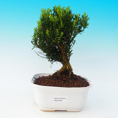 Pokojová bonsai - Buxus harlandii - Korkový buxus - 1