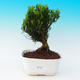 Pokojová bonsai - Buxus harlandii - Korkový buxus - 1/4