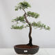 Venkovní bonsai - Prunus spinosa - trnka - 1/4