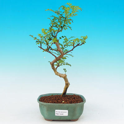 Pokojová bonsai - Pepřovník PB215482 - 1