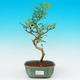 Pokojová bonsai - Pepřovník PB215482 - 1/4