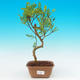 Pokojová bonsai - Pepřovník PB215483 - 1/4