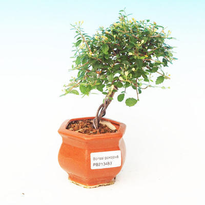 Pokojová bonsai -mini jilm - P213483 - 1