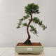 Venkovní bonsai - Taxus bacata  - Tis červený - 1/4