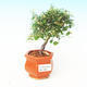 Pokojová bonsai -mini jilm - P213483 - 1/3
