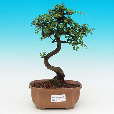 Pokojová bonsai-Malolistý jilm P215484 - 1