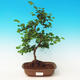 Pokojová bonsai Hvězdice levandulová PB213484 - 1/4