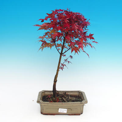 Venkovní bonsai - Javor dlanitolistý - 1