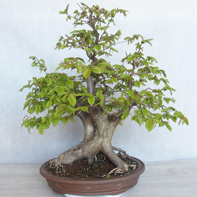 Venkovní bonsai Carpinus betulus- Habr obecný VB2020-485 - 1