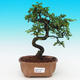 Pokojová bonsai-Malolistý jilm P215486 - 1/3