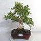 Venkovní bonsai - Buxus - 1/5