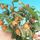 Venkovní bonsai -Malus halliana - Maloplodá jabloň - 1/2