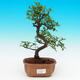 Pokojová bonsai-Malolistý jilm P215487 - 1/3