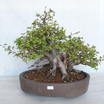 Venkovní bonsai Carpinus betulus- Habr obecný VB2020-487 - 1