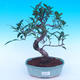 Pokojová bonsai - Ficus retusa -  Malolistý fíkus - 1/2