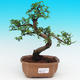 Pokojová bonsai-Malolistý jilm P215489 - 1/3