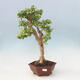 Pokojová bonsai - Duranta erecta Variegata - 1/3