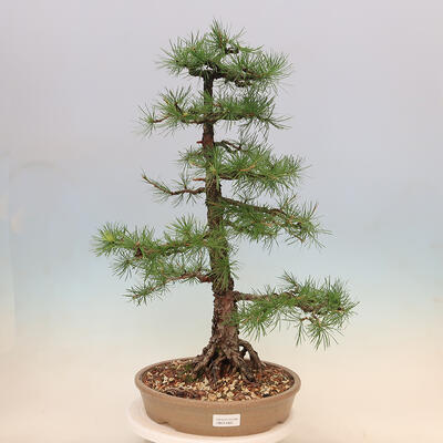 Venkovní bonsai - Larix decidua - Modřín opadavý - 1