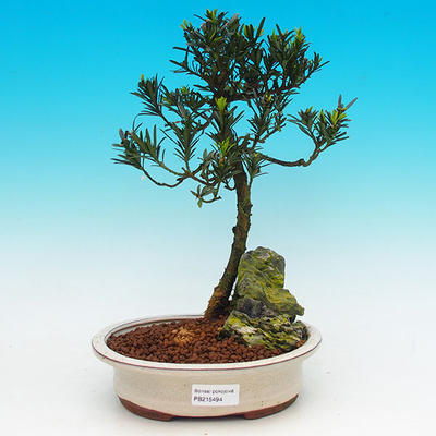 Pokojová bonsai-Podocarpus- kamenný tis PB215494 - 1
