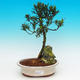 Pokojová bonsai-Podocarpus- kamenný tis PB215494 - 1/4