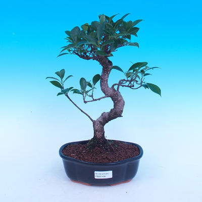 Pokojová bonsai - Ficus retusa -  Malolistý fíkus - 1