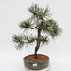 Venkovní bonsai - Pinus Nigra - Borovice černá - 1/4