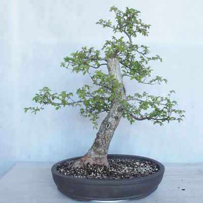Venkovní bonsai -Ulmus GLABRA Jilm habrolistý VB2020-495 - 1