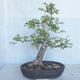 Venkovní bonsai -Ulmus GLABRA Jilm habrolistý VB2020-495 - 1/5