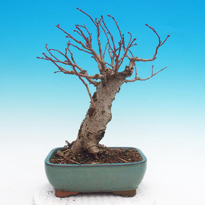 Venkovní bonsai - Tilia cordata - Lípa srdčitá - 1