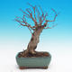 Venkovní bonsai - Tilia cordata - Lípa srdčitá - 1/3