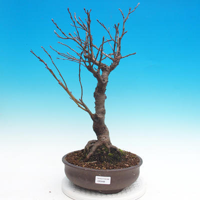 Venkovní bonsai - Olše lepkavá - Alnus glutinosa - 1