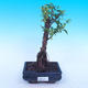 Pokojová bonsai - Duranta erecta Aurea - 1/3