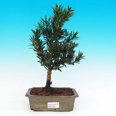 Pokojová bonsai-Podocarpus- kamenný tis PB215496 - 1