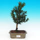 Pokojová bonsai-Podocarpus- kamenný tis PB215496 - 1/4