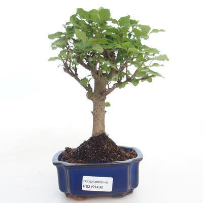 Pokojová bonsai -Ligustrum chinensis - Ptačí zob PB2191496 - 1