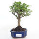 Pokojová bonsai -Ligustrum chinensis - Ptačí zob PB2191496 - 1/3