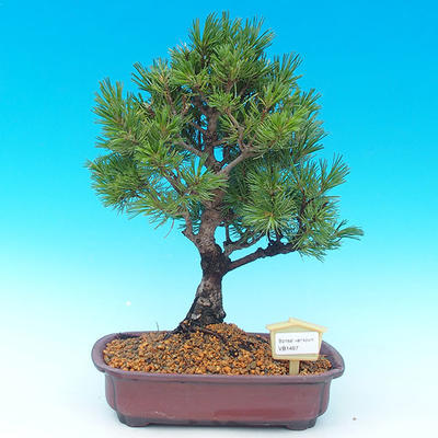 Venkovní bonsai -Borovice drobnokvětá VB1497 - 1