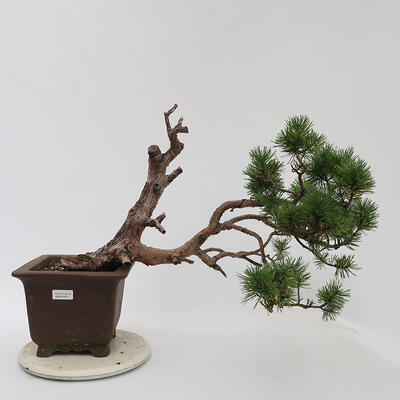 Venkovní bonsai - Pinus sylvestris Watereri  - Borovice lesní - 1