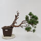Venkovní bonsai - Pinus sylvestris Watereri  - Borovice lesní - 1/5