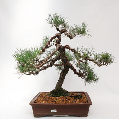 Venkovní bonsai - Pinus sylvestris - Borovice lesní - 1