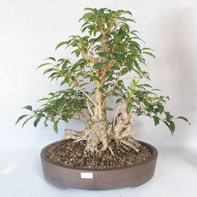 Venkovní bonsai - Zlatice - Forsythia - 1