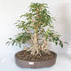 Venkovní bonsai - Zlatice - Forsythia - 1/5
