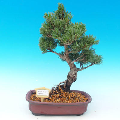 Venkovní bonsai -Borovice drobnokvětá VB1498 - 1