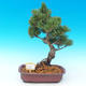Venkovní bonsai -Borovice drobnokvětá VB1498 - 1/2