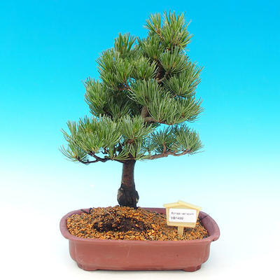 Venkovní bonsai -Borovice drobnokvětá VB1499 - 1