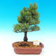 Venkovní bonsai -Borovice drobnokvětá VB1499 - 1/2