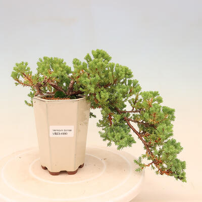 Venkovní bonsai - Juniperus procumbens - Jalovec polehavý