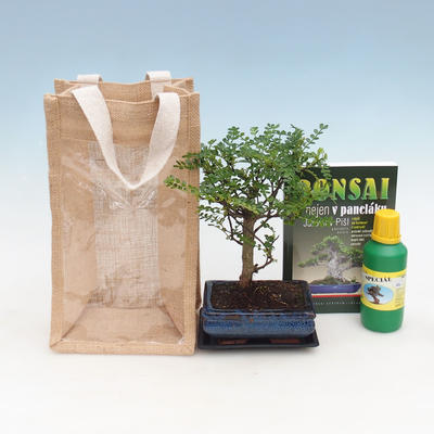 Pokojová bonsai v dárkové krabičce, Zantoxylum piperitum - Pepřovník 