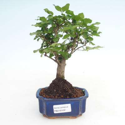 Pokojová bonsai -Ligustrum chinensis - Ptačí zob PB2191491 - 1